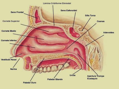 Estructura y función de la nariz aguileña