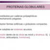 proteina-globular