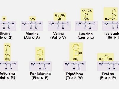 Tipos de Aminoácidos no esenciales