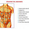 definicion de abdomen