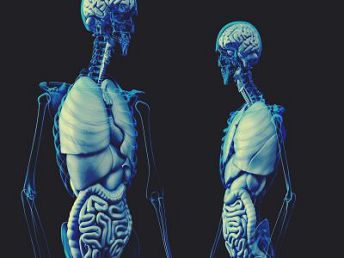 definicion del cuerpo en anatomia